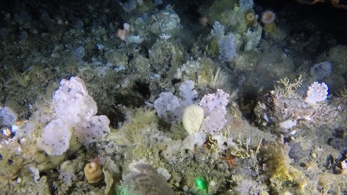Самую северную колонию кораллов обнаружили у берегов Гренландии