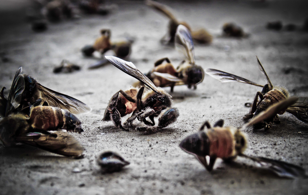 В Хорватии погибли 50 миллионов пчел