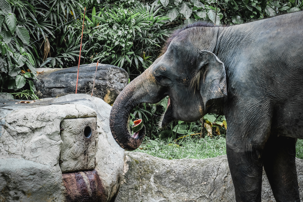 В Индии беременную слониху накормили петардами.Вокруг Света. Украина
