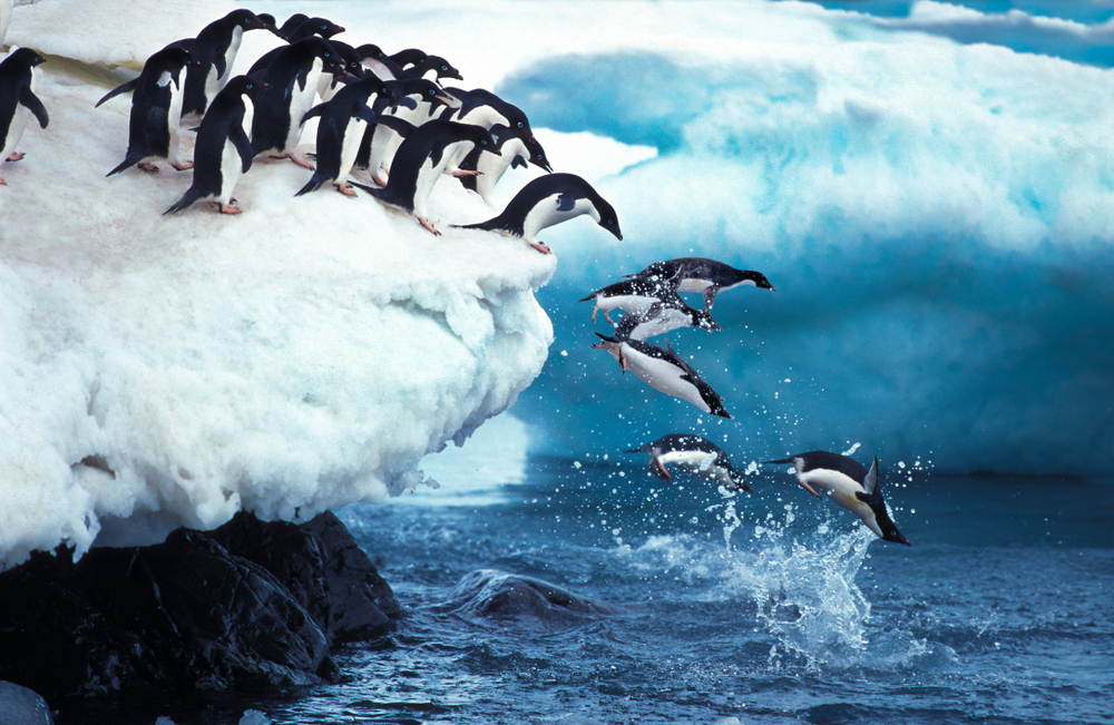 Пингвины Адели выигрывают от таяния льда