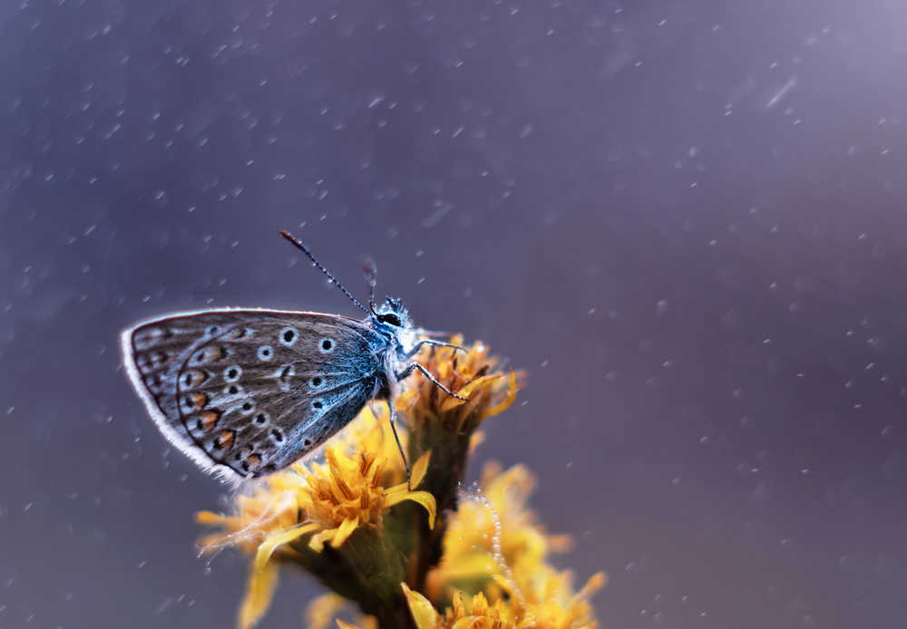 Почему бабочки не боятся сильных ливней