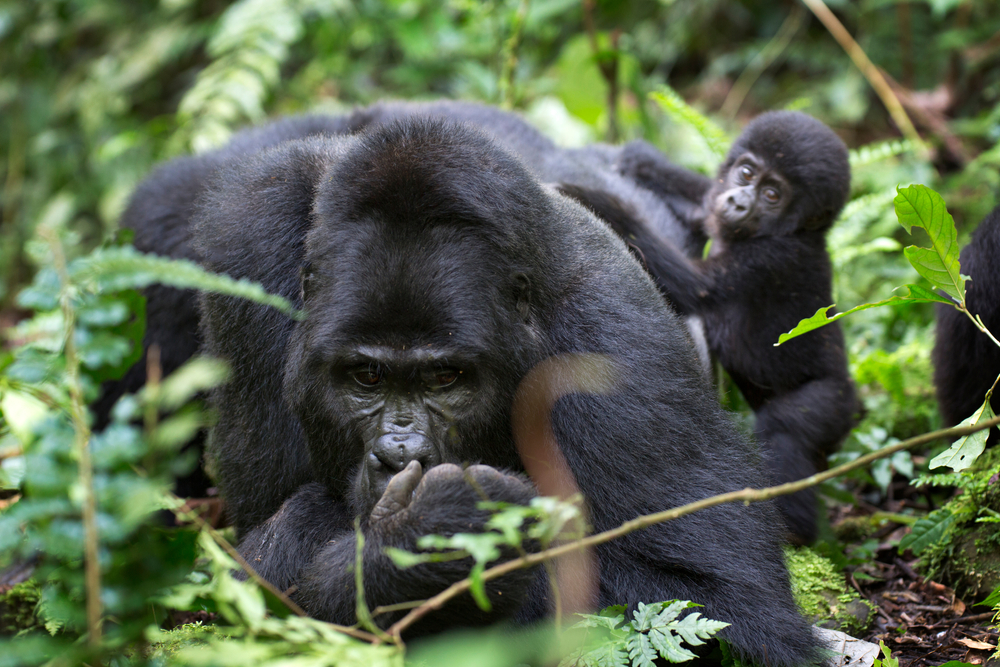 У самок горных горилл социальный статус зависит от возраста