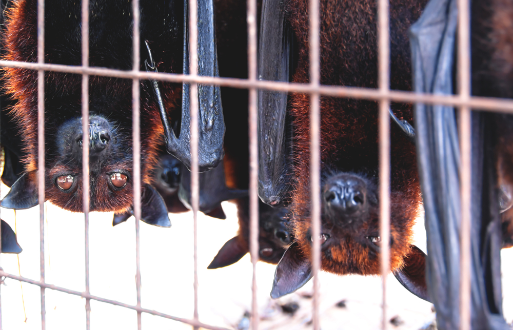 Торговля дикими животными стала инкубатором болезней – исследователи.Вокруг Света. Украина