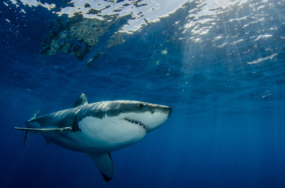Чем на самом деле питаются большие белые акулы: новое исследование.Вокруг Света. Украина