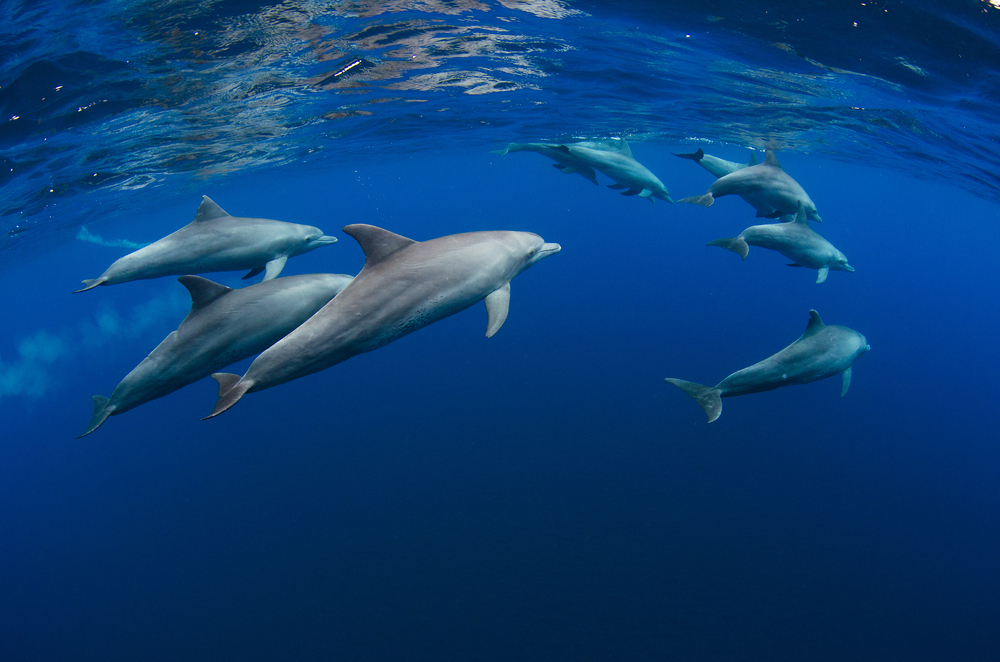 Дельфины могут учиться друг у друга методам охоты.Вокруг Света. Украина
