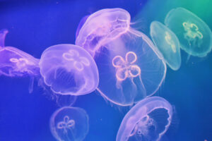 Почему животные едят медуз, в которых одна вода
