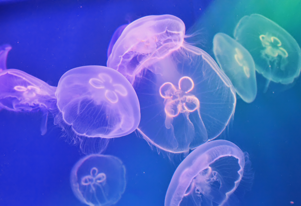 Чому тварини їдять медуз, в яких одна вода