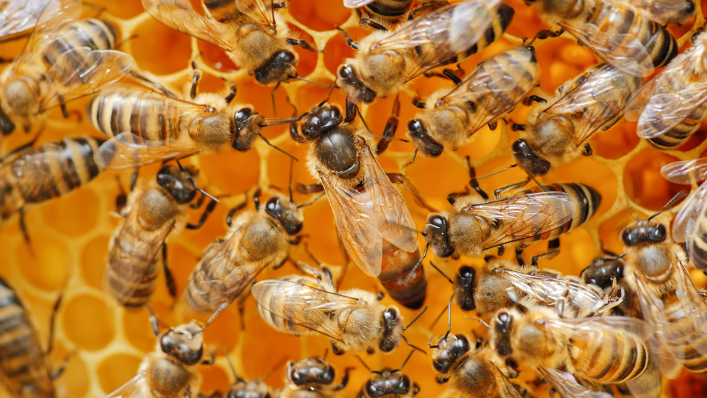Пчелиные королевы умеют свистеть и крякать.Вокруг Света. Украина
