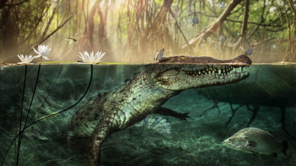 Ученые выяснили, как крокодилы попали в Америку.Вокруг Света. Украина