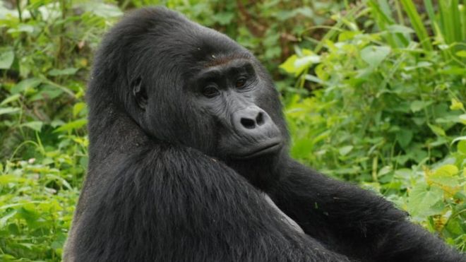 В Уганде убийцу редкой гориллы посадили на 11 лет
