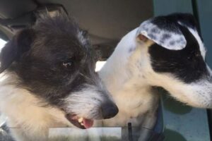 В Британии спасли собак, которые 8 дней провели в тесной норе