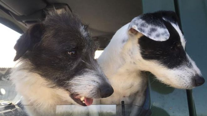 В Британии спасли собак, которые 8 дней провели в тесной норе