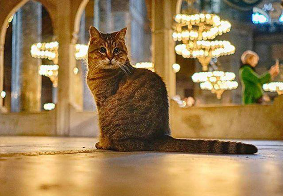 Кошка Гли останется жить в мечети Айя-София в Стамбуле.Вокруг Света. Украина