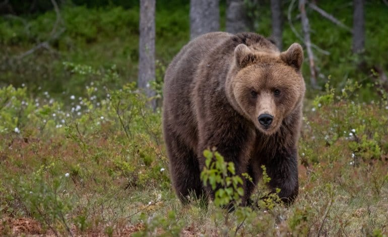 Самый разыскиваемый в Италии медведь снова сбежал.Вокруг Света. Украина