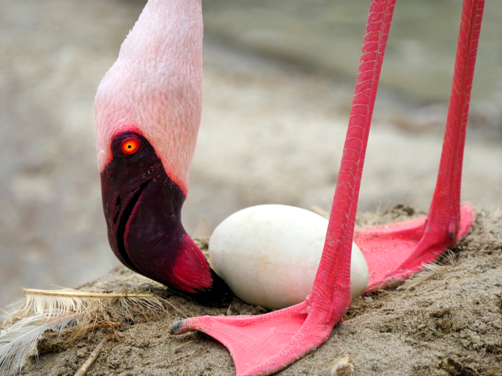 В британском зоопарке фламинго подкладывают фальшивые яйца.Вокруг Света. Украина