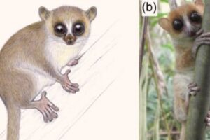 На Мадагаскаре обнаружили новый вид крошечных лемуров