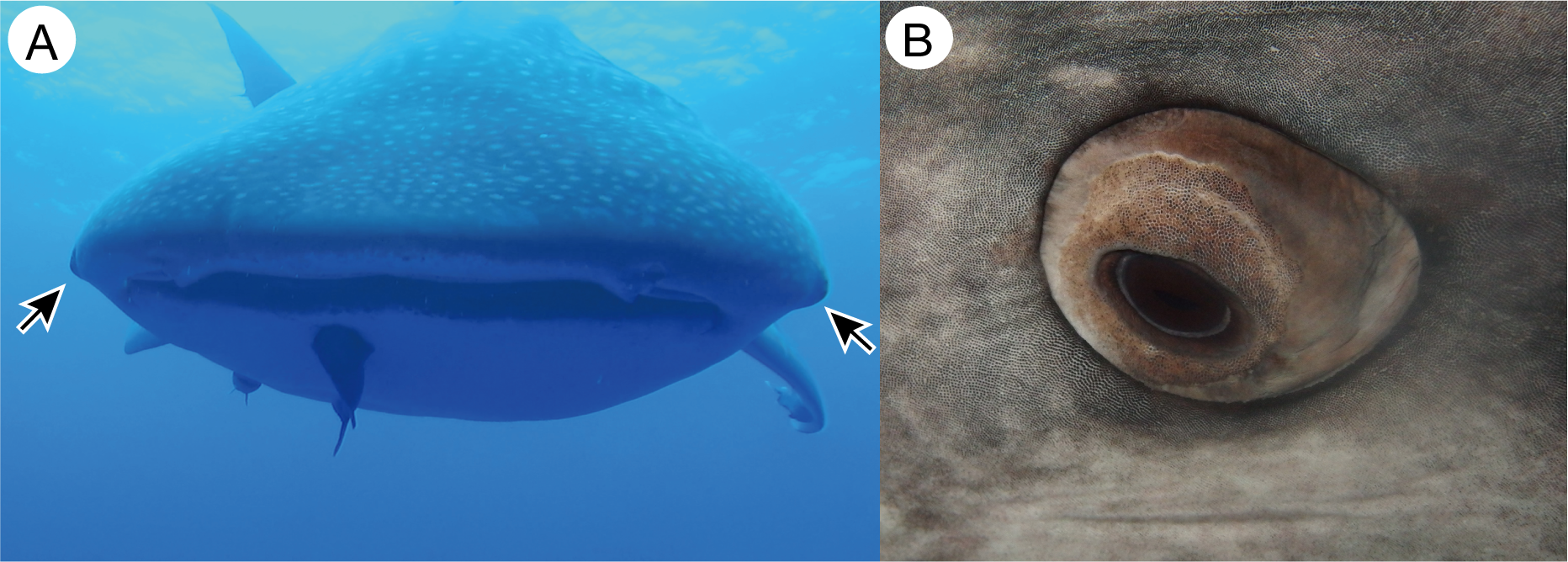 У китовых акул глаза покрыты зубчиками.Вокруг Света. Украина