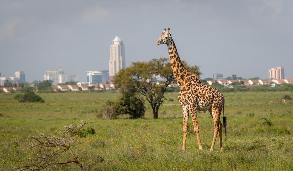 Новая ограда в парке Найроби лишит животных свободы?.Вокруг Света. Украина