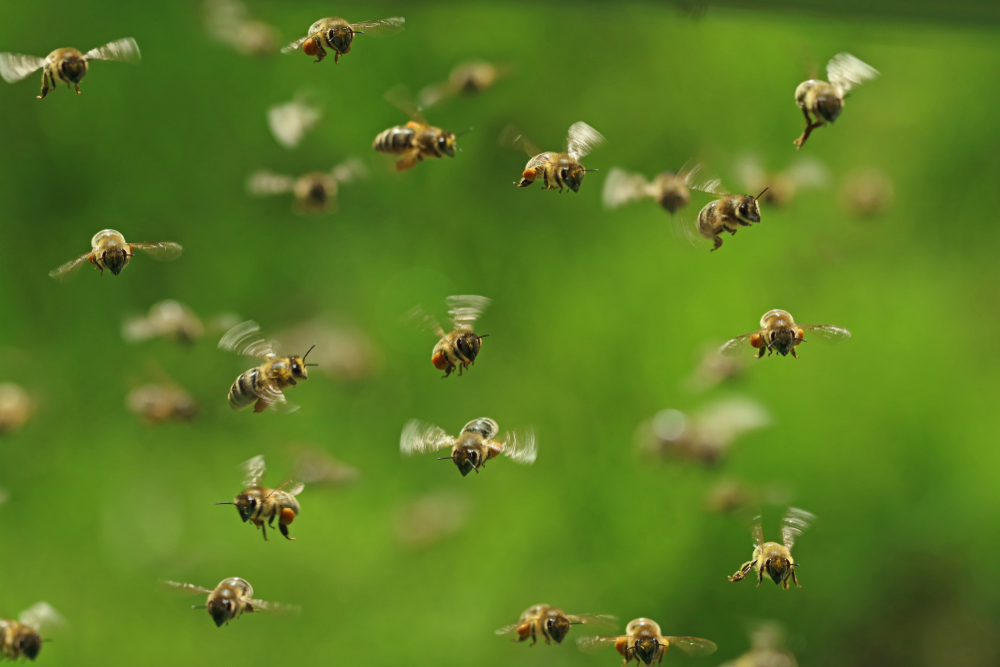 В США семья не знала, что пять лет живет с тысячами пчел.Вокруг Света. Украина