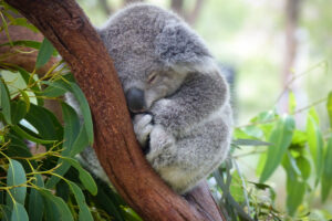 Крупнейшая популяция коал Австралии может исчезнуть к 2050 году