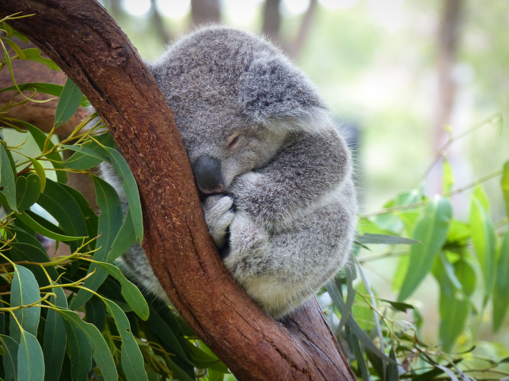 Крупнейшая популяция коал Австралии может исчезнуть к 2050 году.Вокруг Света. Украина