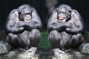 Седина у шимпанзе оказалась не связана со старением