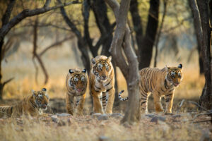 На планете начала расти популяция диких тигров