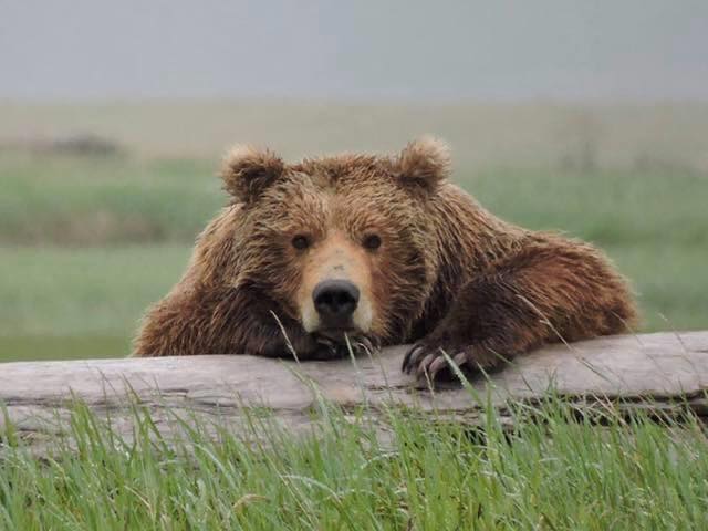 В США посоветовали туристам не скармливать друзей медведям.Вокруг Света. Украина