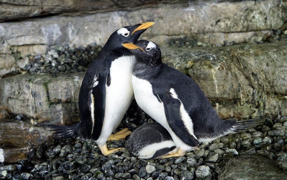 Однополая пара пингвинов-самок стала родителями.Вокруг Света. Украина