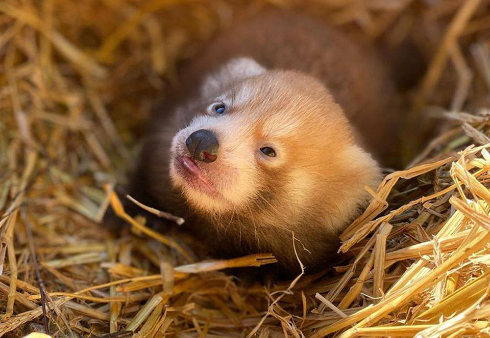 В английском зоопарке родился детеныш редкой красной панды.Вокруг Света. Украина