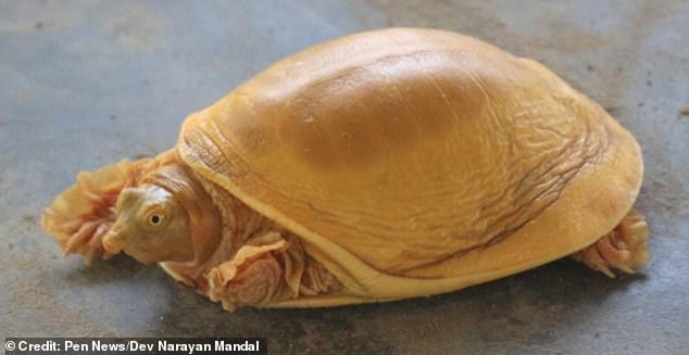 В Непале нашли золотую черепаху.Вокруг Света. Украина