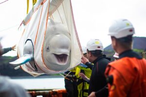 Белух из китайского аквариума выпустили в исландский морской заповедник