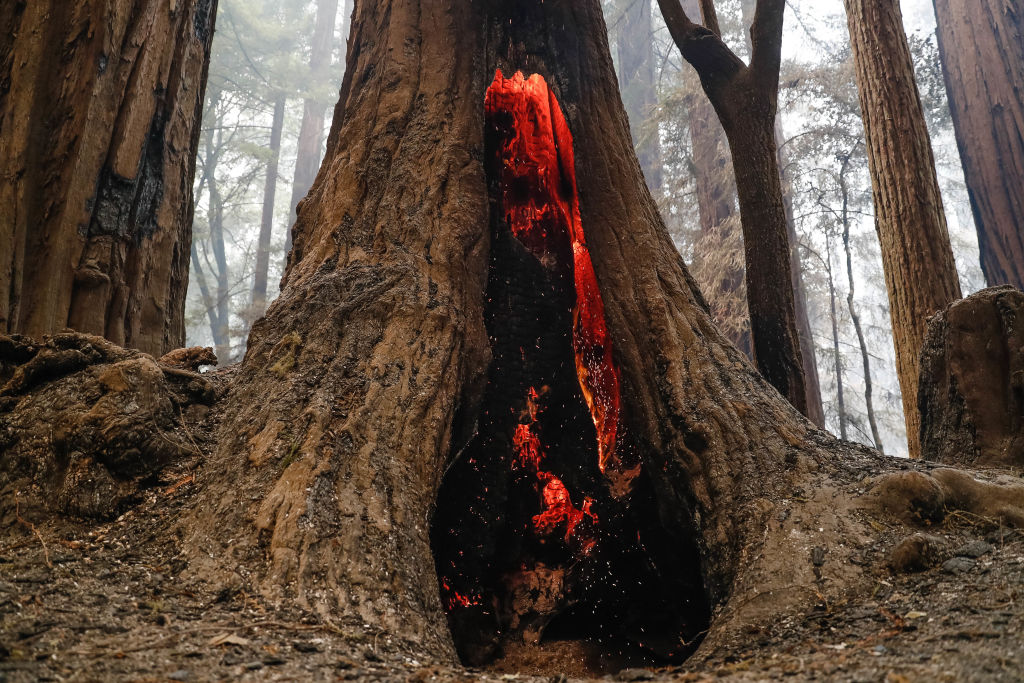Секвойи в старейшем парке Калифорнии пережили лесные пожары.Вокруг Света. Украина