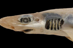В море у берегов Сардинии обнаружили акулу без кожи и зубов