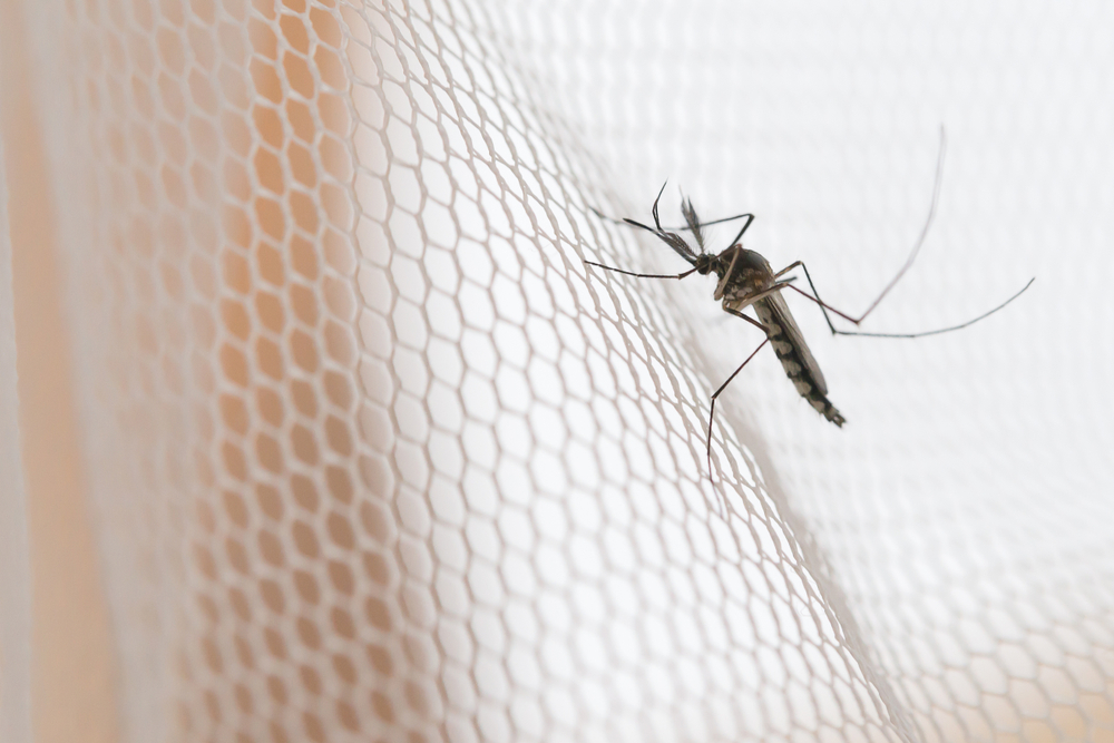 В США выпустят 750 миллионов ГМ-комаров.Вокруг Света. Украина