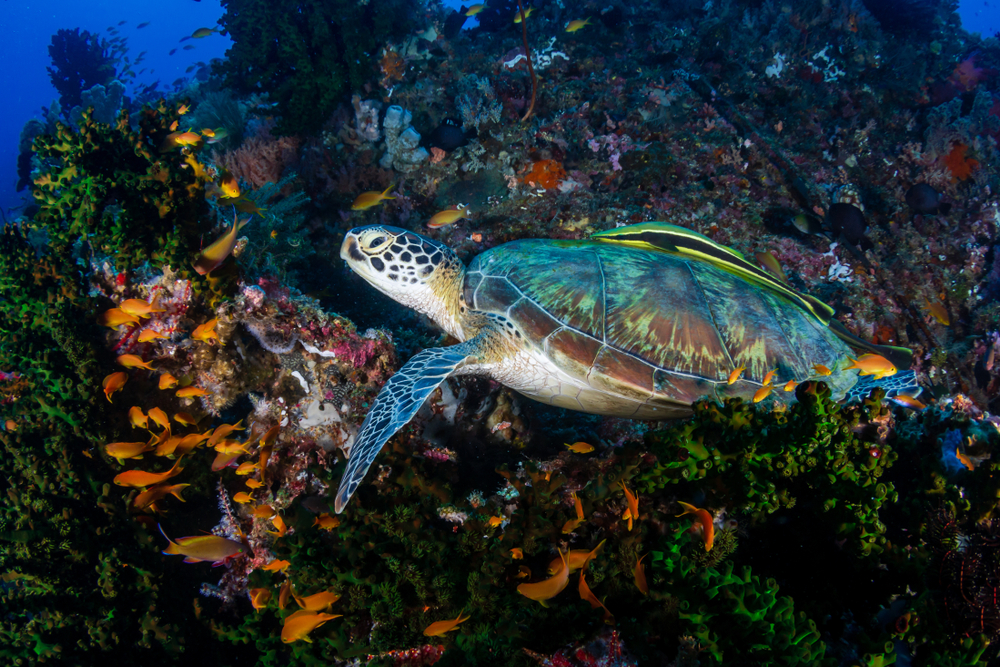 На Бали выпустили в океан 25 черепах, спасенных от браконьеров.Вокруг Света. Украина
