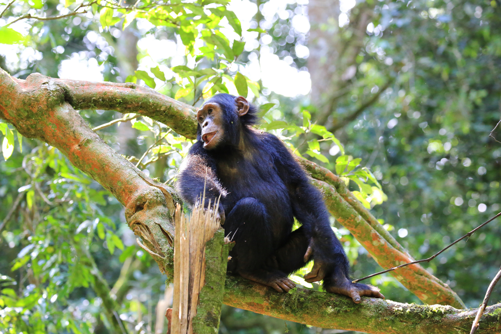 Шимпанзе «рассказали» о первых орудиях труда человека
