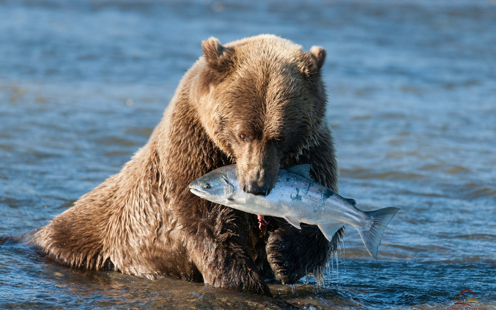 На Аляске нашли самого толстого медведя