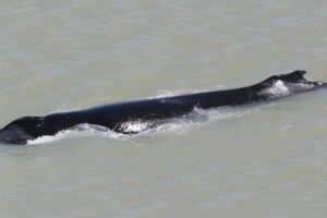 В Австралии горбатого кита пытаются вывести из реки, кишащей крокодилами
