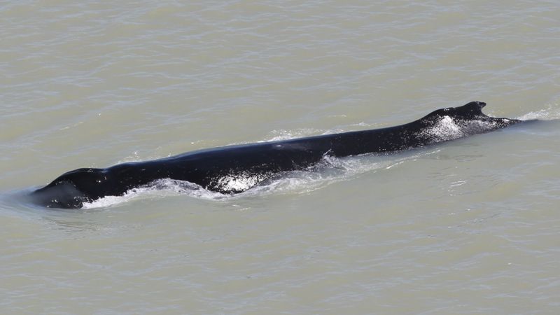 В Австралии горбатого кита пытаются вывести из реки, кишащей крокодилами.Вокруг Света. Украина
