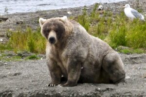 Заповедник Катмай открывает голосование за самого толстого медведя