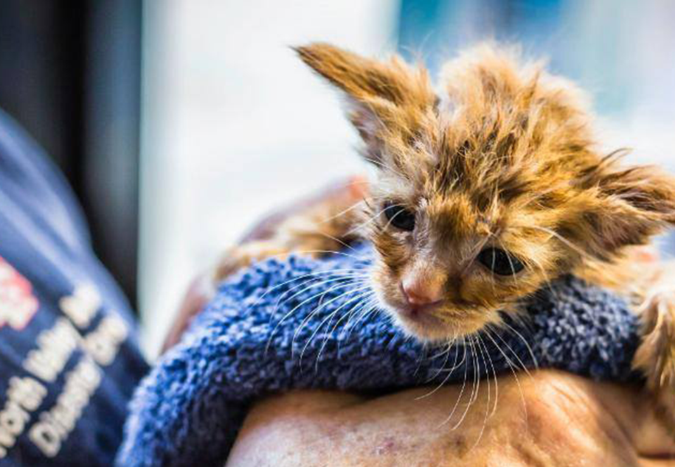 В Калифорнии спасли от пожара котенка, похожего на Малыша Йоду.Вокруг Света. Украина