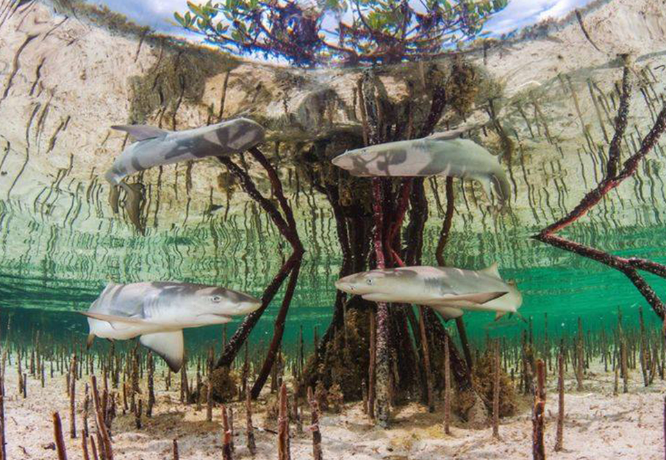 Опубликованы лучшие в мире фото о жизни в мангровых лесах.Вокруг Света. Украина