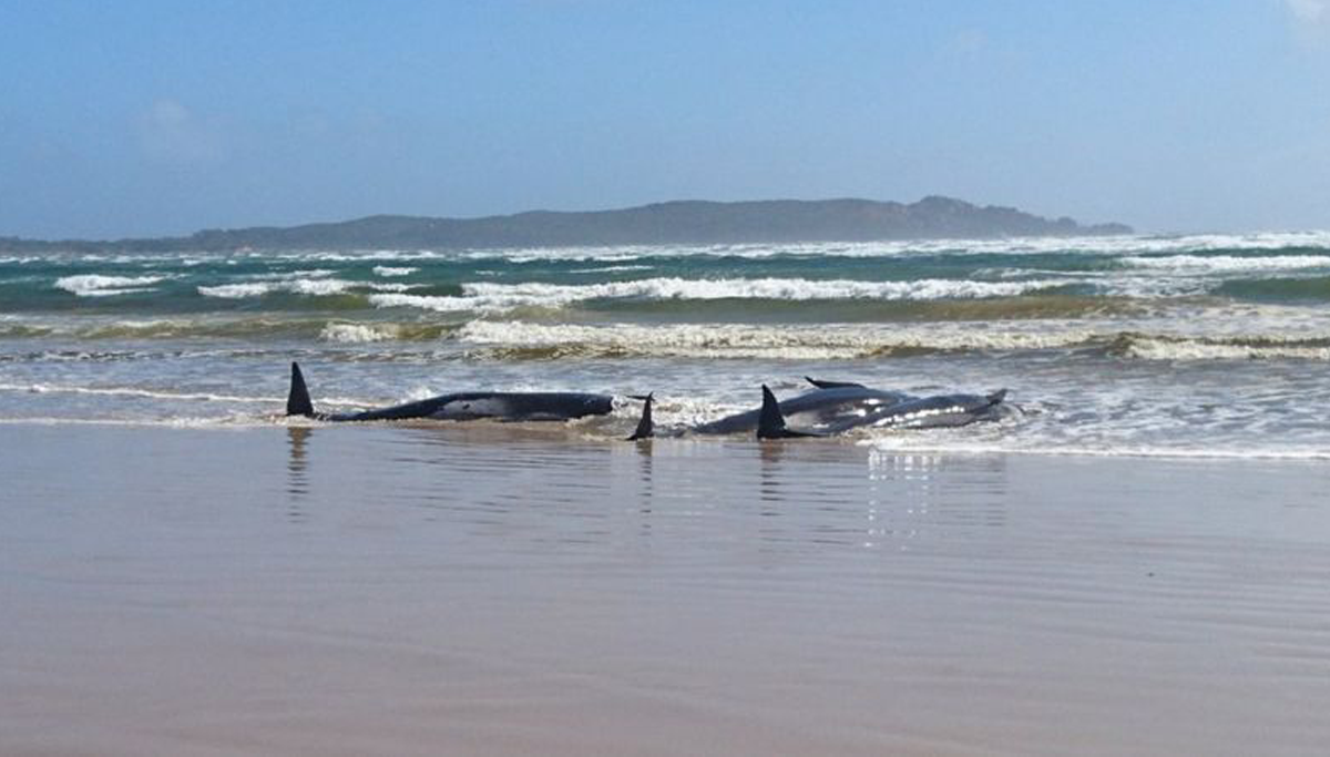 У берегов Тасмании погибли 90 китов, застрявших на мелководье.Вокруг Света. Украина