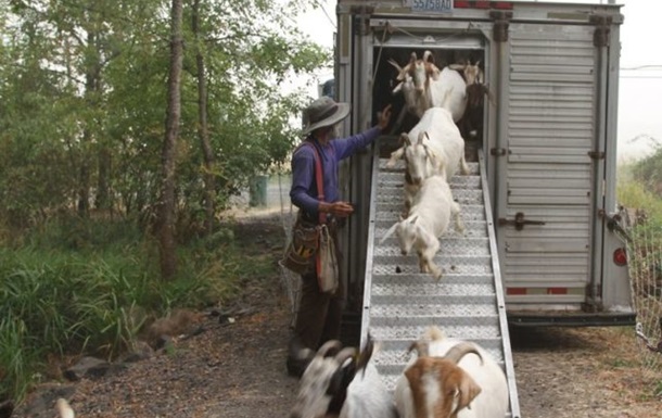 Жители Орегона наняли стадо коз для борьбы с пожарами.Вокруг Света. Украина