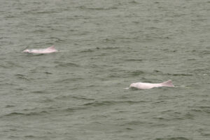 В воды Гонконга вернулись розовые дельфины