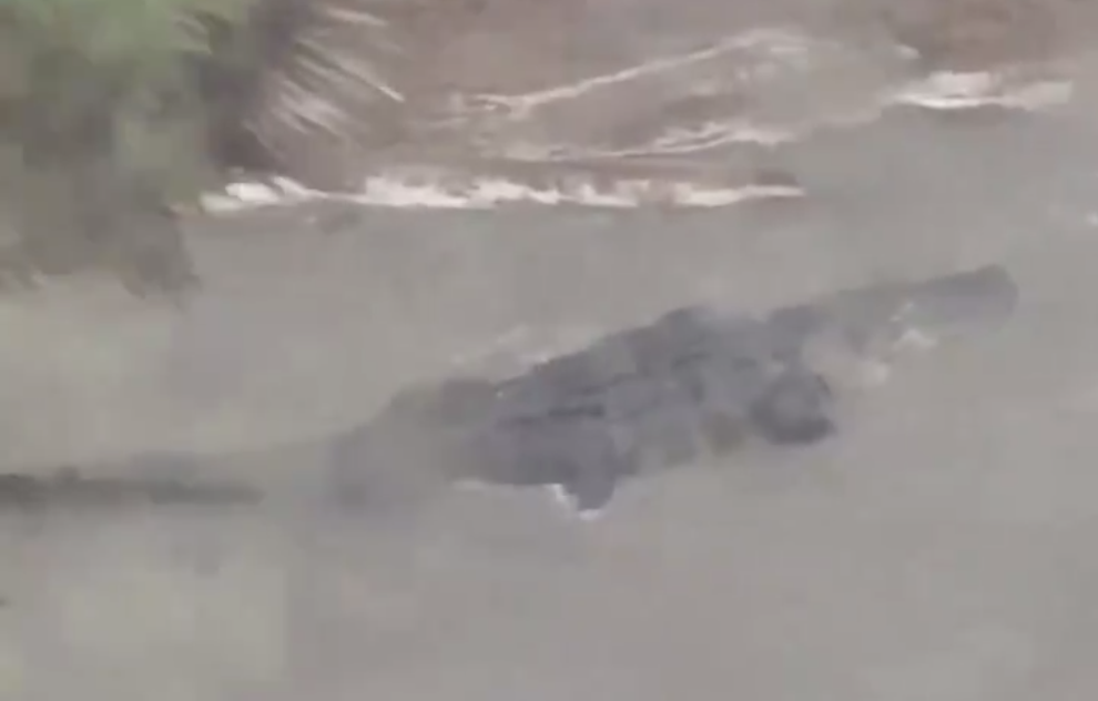 Ураган принес на улицы Алабамы аллигаторов (видео)