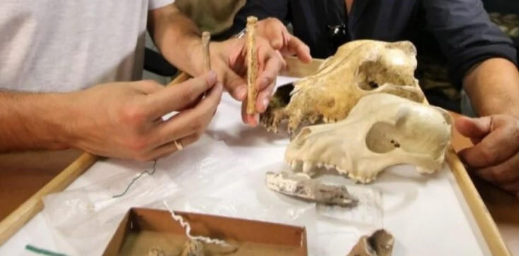 В Италии нашли останки древнейших собак возрастом 20 тысяч лет.Вокруг Света. Украина