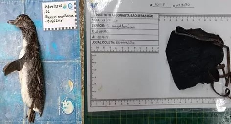 В Бразилии нашли пингвина, погибшего из-за съеденной маски.Вокруг Света. Украина