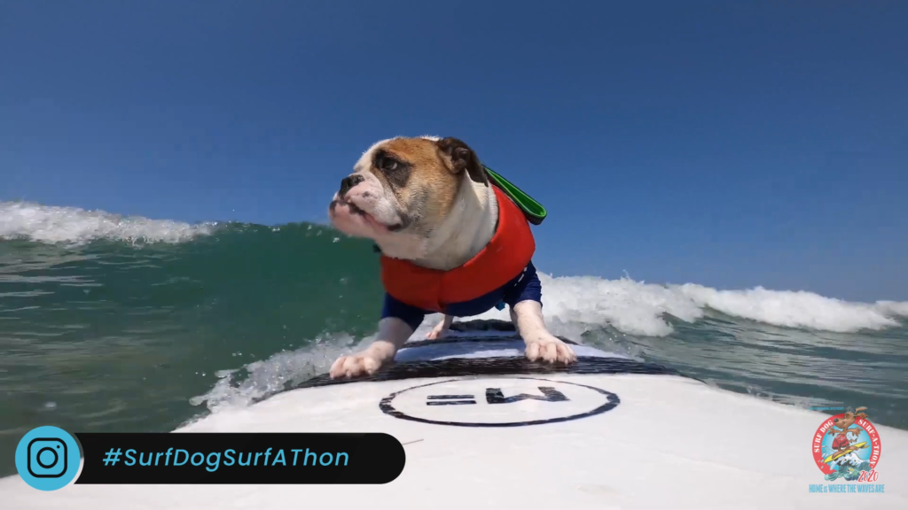 В США прошел конкурс собак-серфингистов